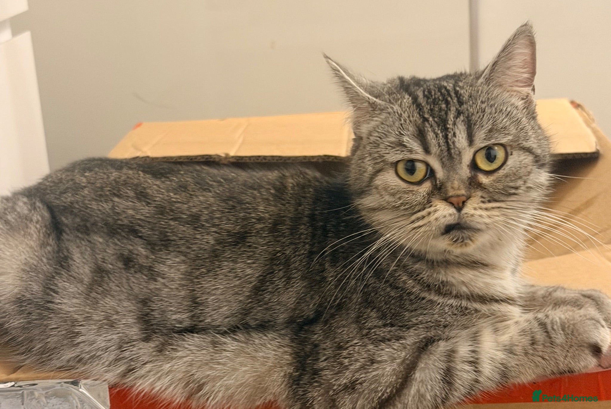 Scottish Fold cats 😊Tabby Scottish fold  - Advert 2