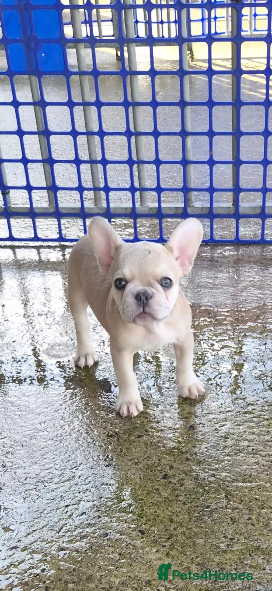 French Bulldog dogs French Bulldog KC Puppies - Advert 2