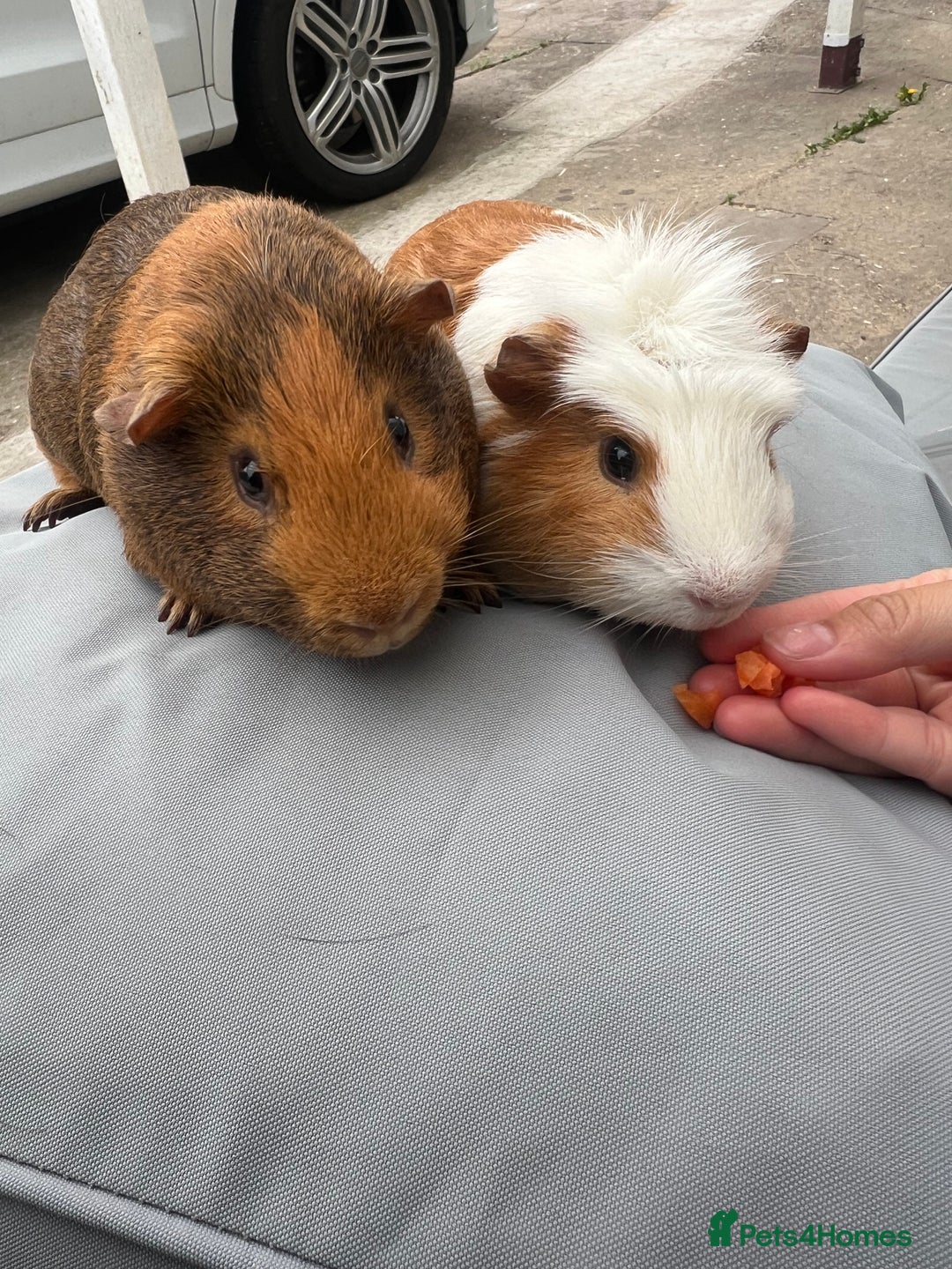 Guinea Pig rodents for sale: 2 male guinea pigs  - Image 2