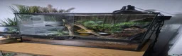 Gecko reptiles for sale: Leachie Gecko plus setup - Advert 11
