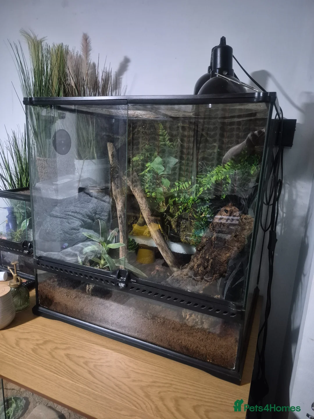 Gecko reptiles for sale: Leachie Gecko plus setup - Advert 11