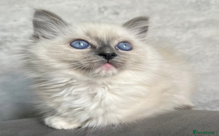 Ragdoll cats - Advert 1