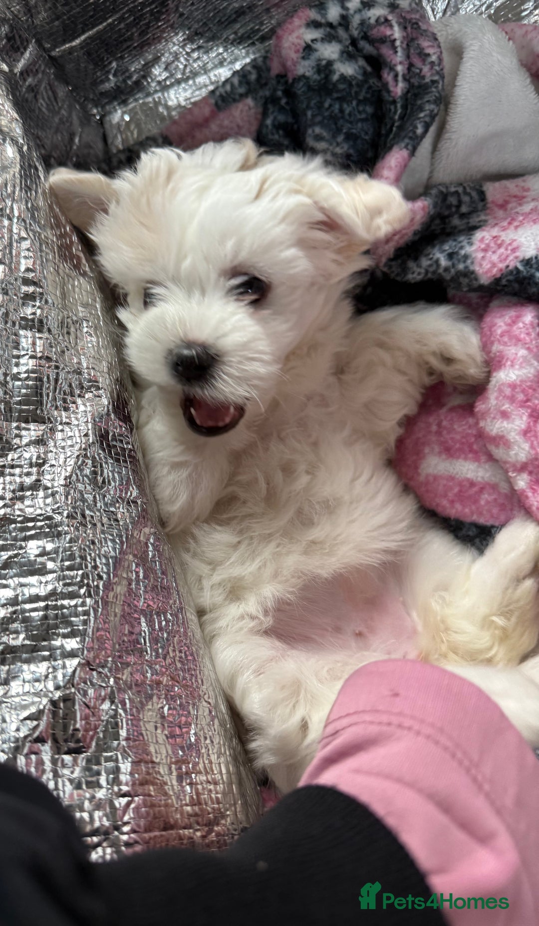 Maltese dogs for sale: pure maltese little girl - Advert 11