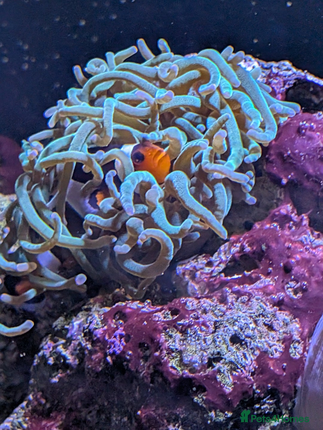 Other/Mixed Breed fish for sale: Fishtank with liverock, equipment, corals, + fish. - Advert 5