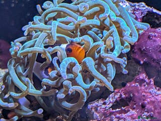 Other/Mixed Breed fish Fish for sale - Advert 1