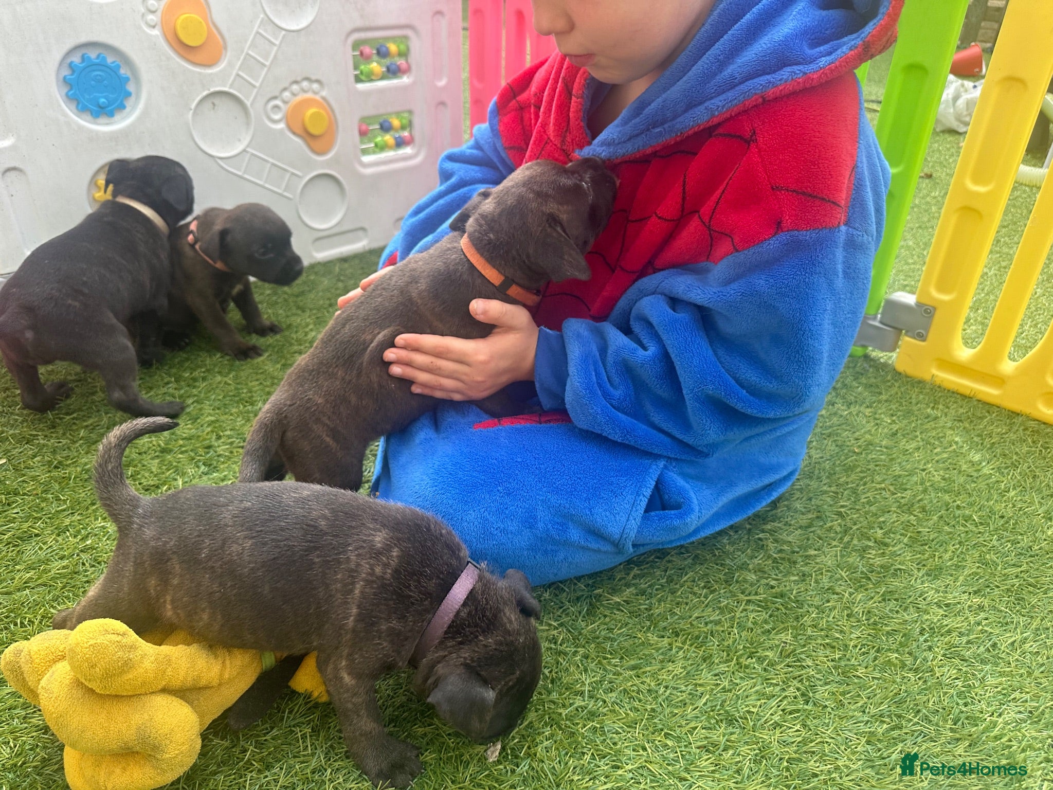 Staffordshire Bull Terrier dogs KC registered *22 Champions* black brindle - Advert 2