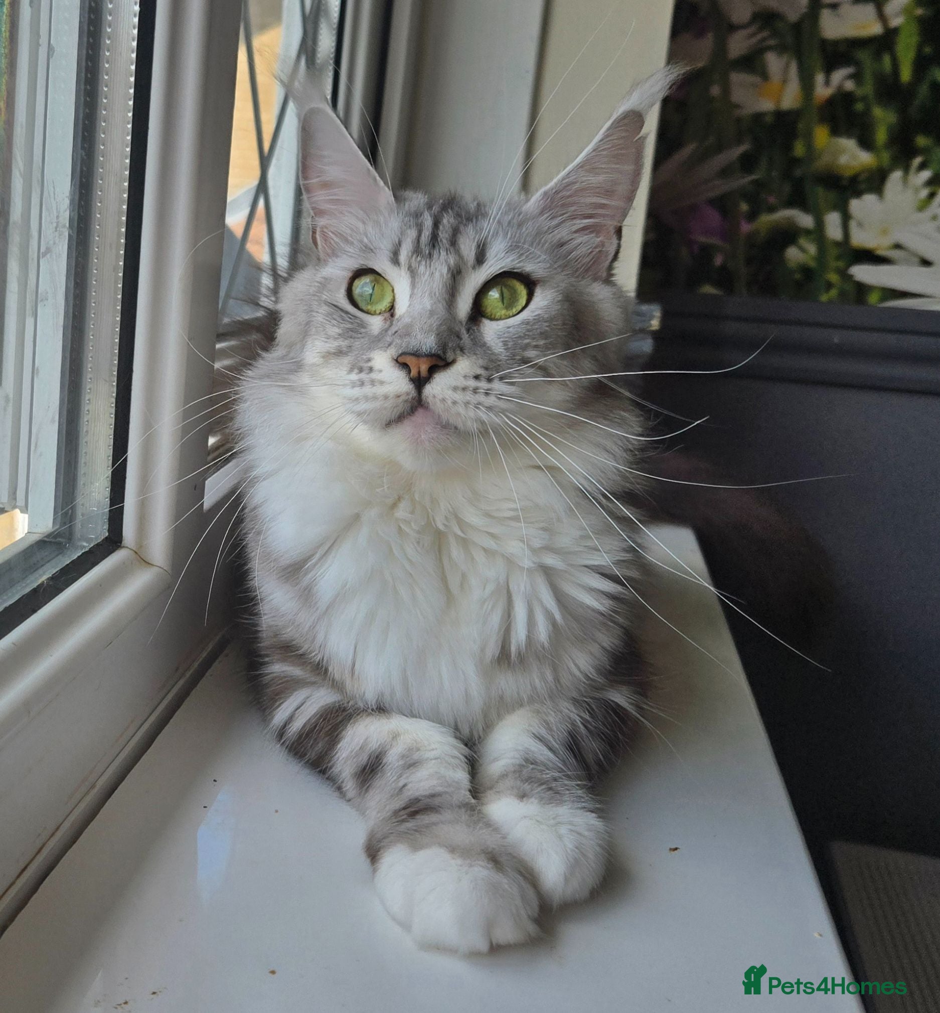 Maine Coon cats Silver tabby with white Maine Coon - Advert 1