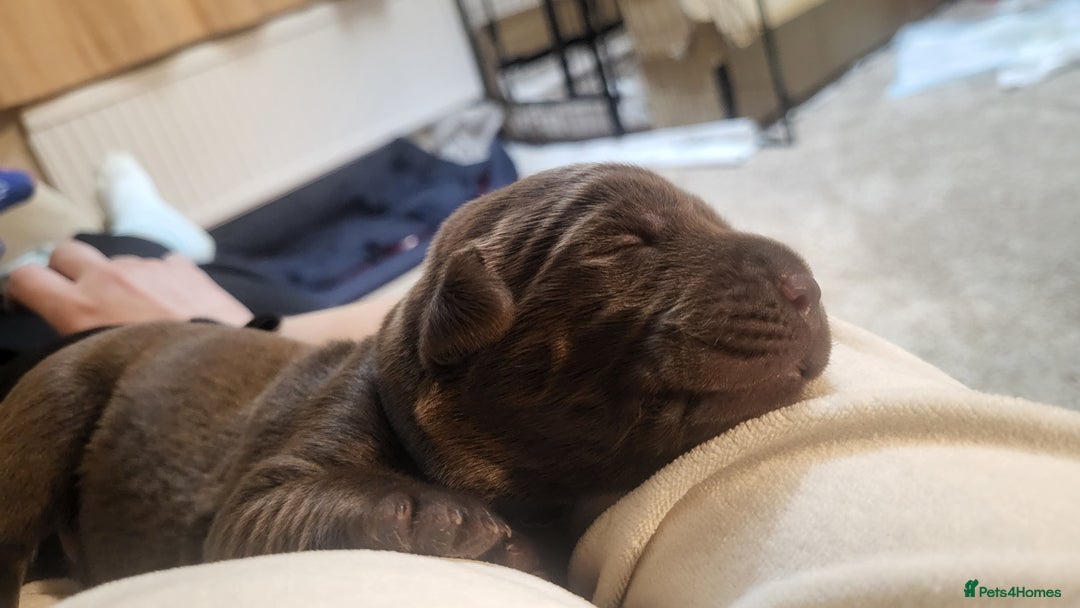 Labrador Retriever dogs for sale: Pedigree Labrador puppies - strong and healthy  - Image 4