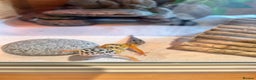 Leopard Gecko reptiles for sale: only selling the crested gecko. lg aren’t for sale - Advert 2