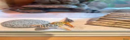 Leopard Gecko reptiles for sale: no geckos for sale. please read. - Advert 2