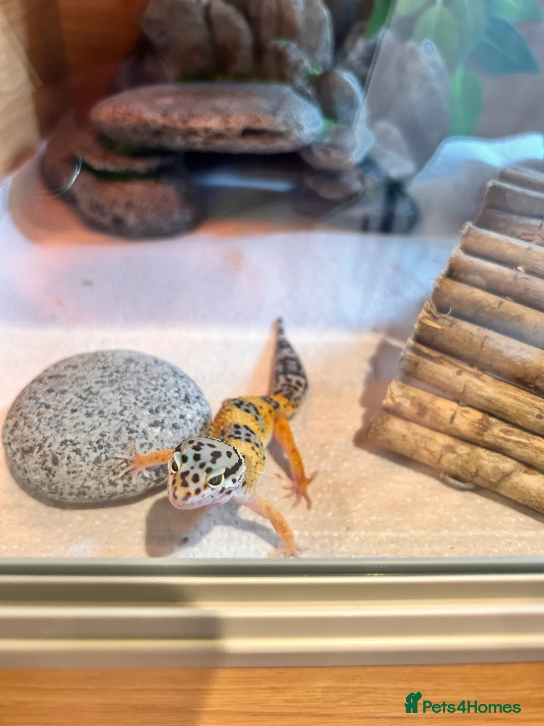 Leopard Gecko reptiles for sale: no geckos for sale. please read. - Advert 2