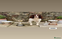 English Springer Spaniel dogs for sale: ✨ Working English Springer Spaniel Puppies ✨ - Image 22