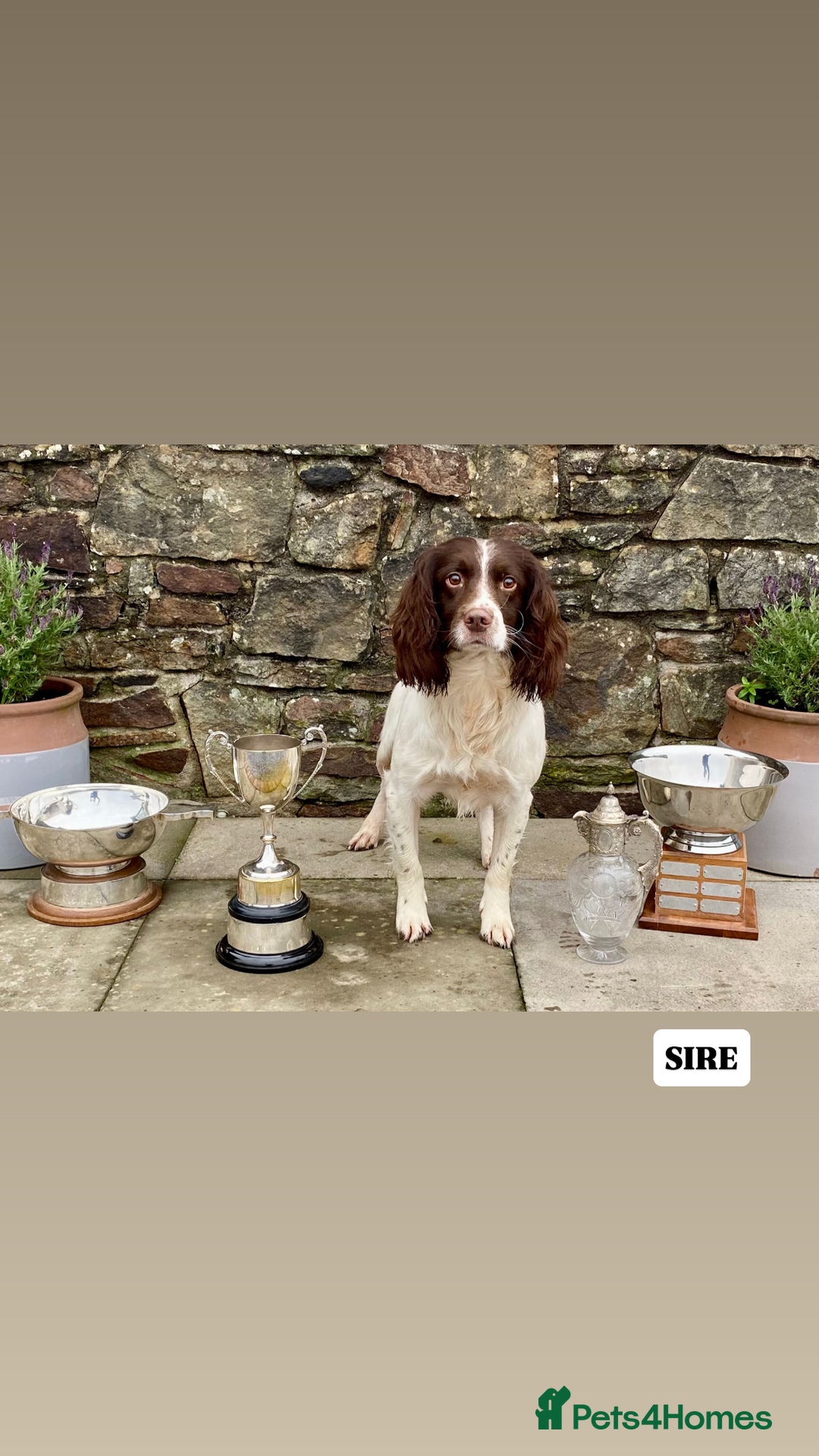 English Springer Spaniel dogs for sale: ✨ Working English Springer Spaniel Puppies ✨ - Image 22