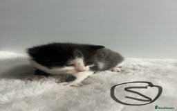 Mixed Breed cats for sale: 6 stunning kitten  - Image 10