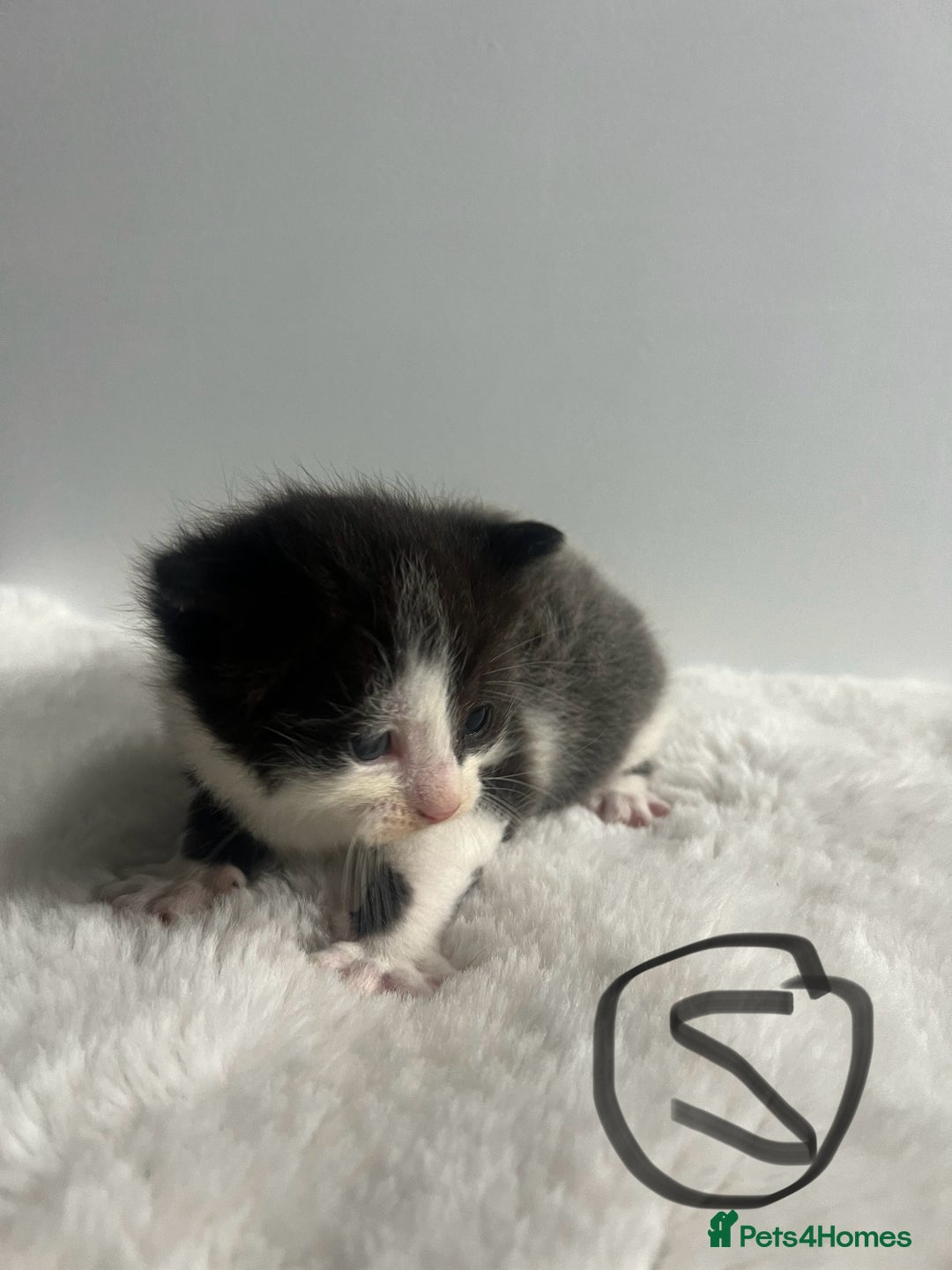 Mixed Breed cats for sale: 6 stunning kitten  - Image 10