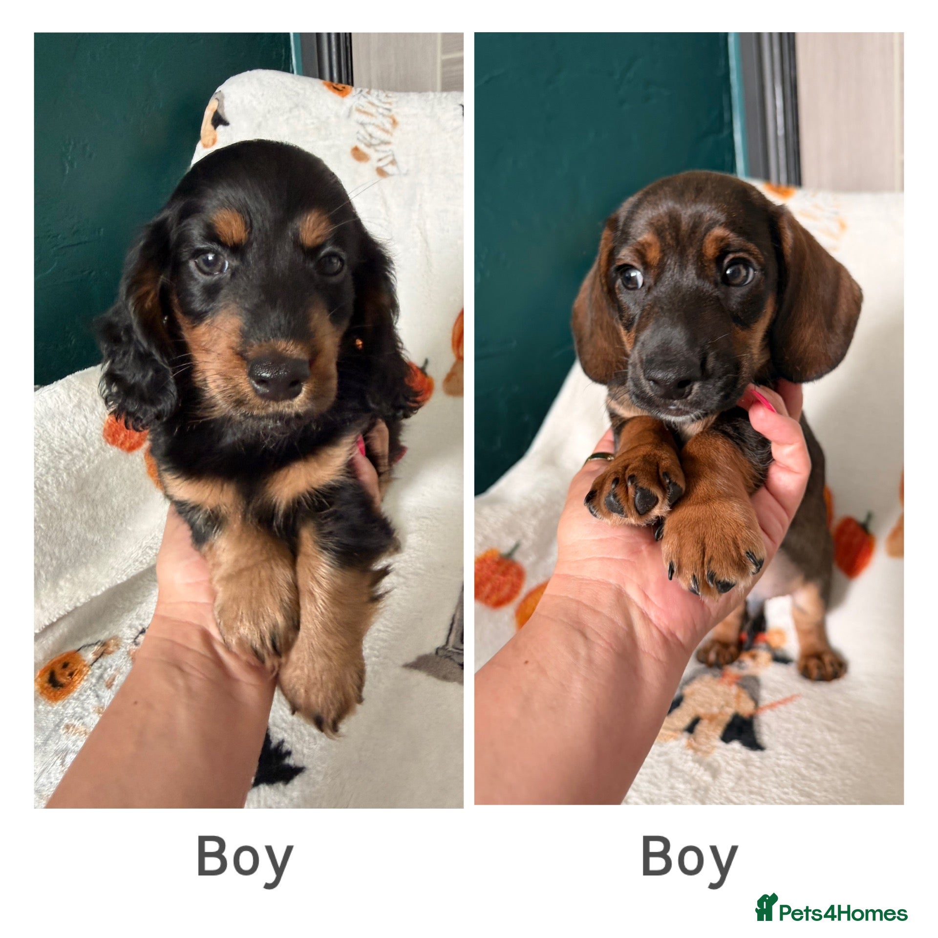 Dachshund dogs The Outstanding Boy Band is here-2available💙🐶💚 - Advert 2