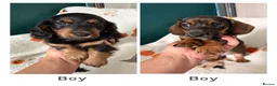 Dachshund dogs for sale: Ready now-1 Outstanding boy available🖤🐶❤️ - Advert 7