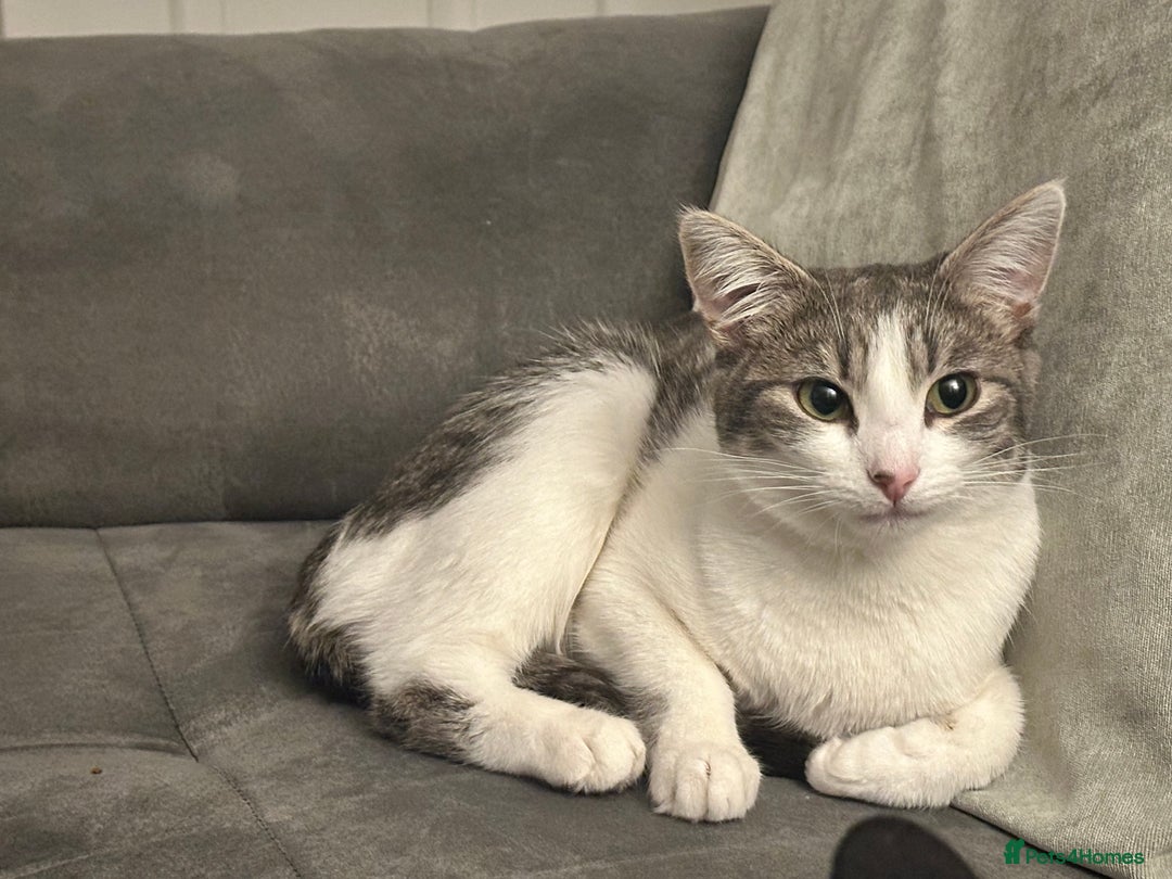 British Shorthair cats for sale: Two British short haired cats for sale  - Advert 3