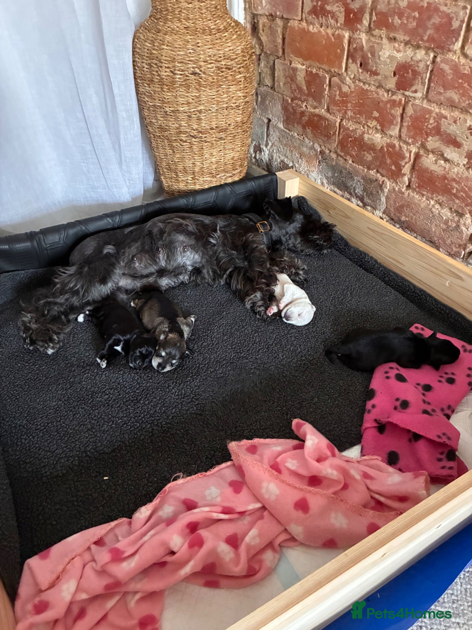 Miniature Schnauzer dogs KC registered pedigree Miniature Schnauzer pups x4 - Advert 18
