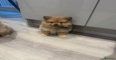 Pomeranian dogs - Advert 9