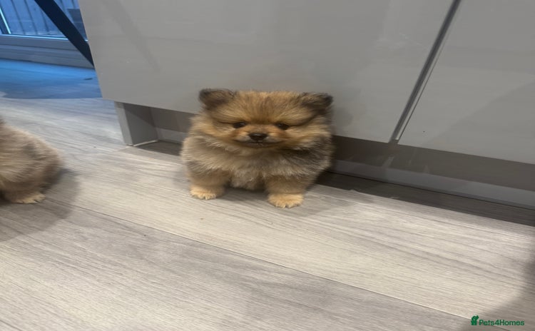 Pomeranian dogs - Advert 9