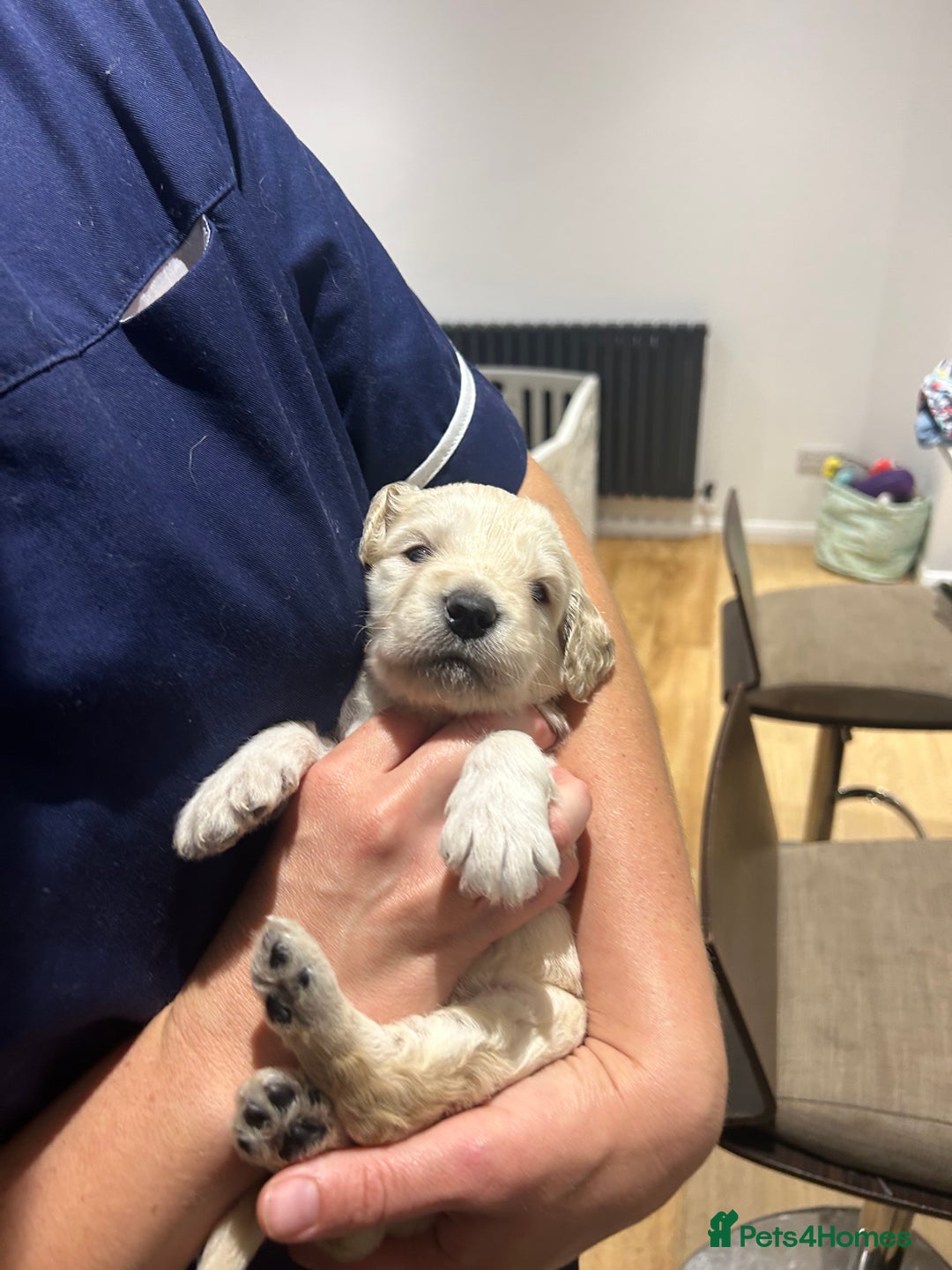 Double Doodle dogs for sale: Double doodles born 24/07/25 1 boy & 4 girls left - Image 34