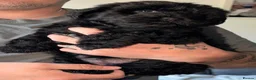 Mixed Breed dogs for sale: Yorkiepoo  - Advert 5