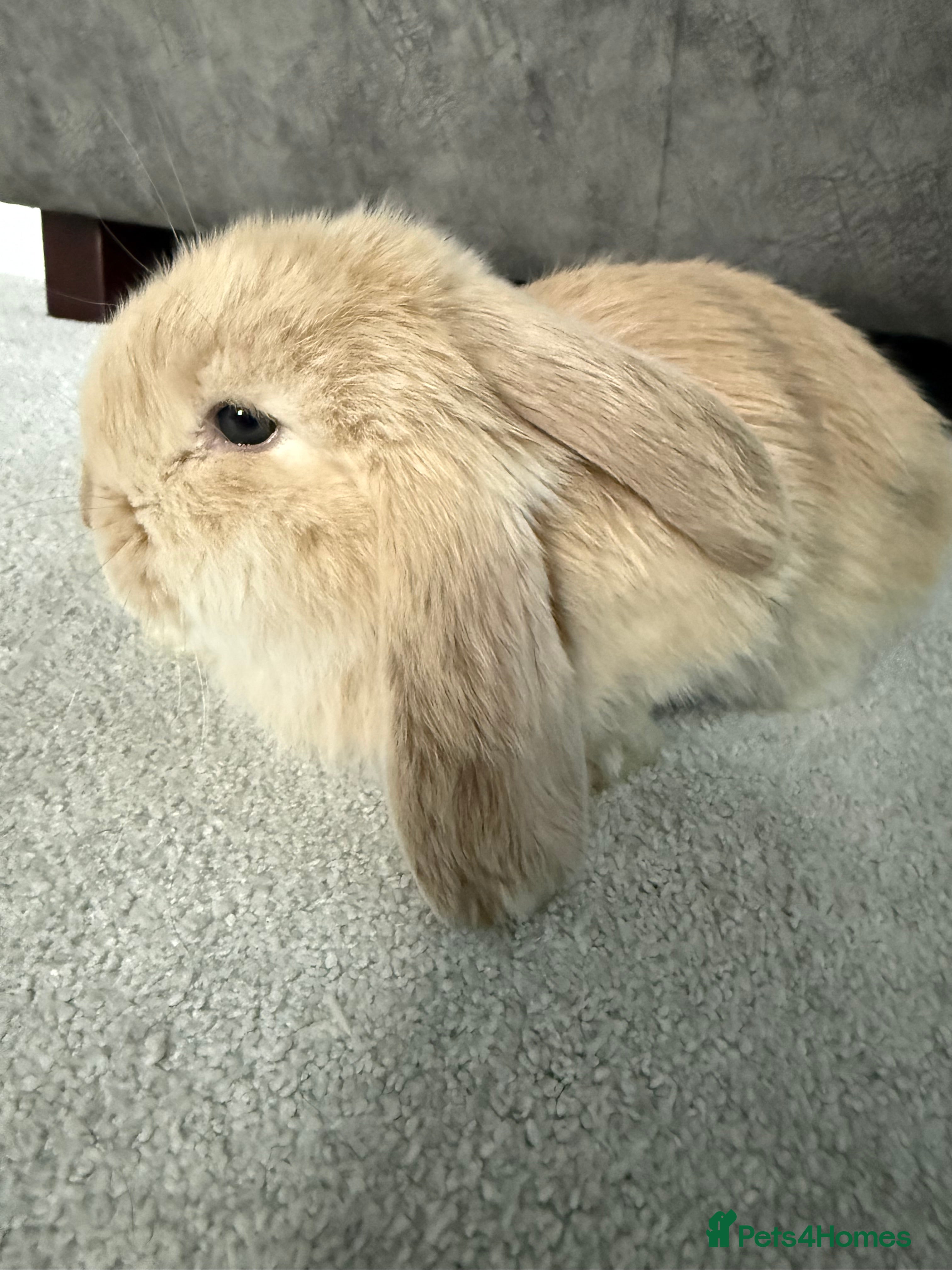 French Lop rabbits Stunning French lops available 23rd march  - Advert 6