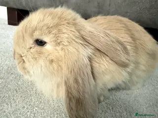 French Lop rabbits Stunning French lops available 23rd march - Advert 6