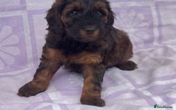 Cockapoo dogs for sale: Gorgeous Cockerpoo F1b - Image 12