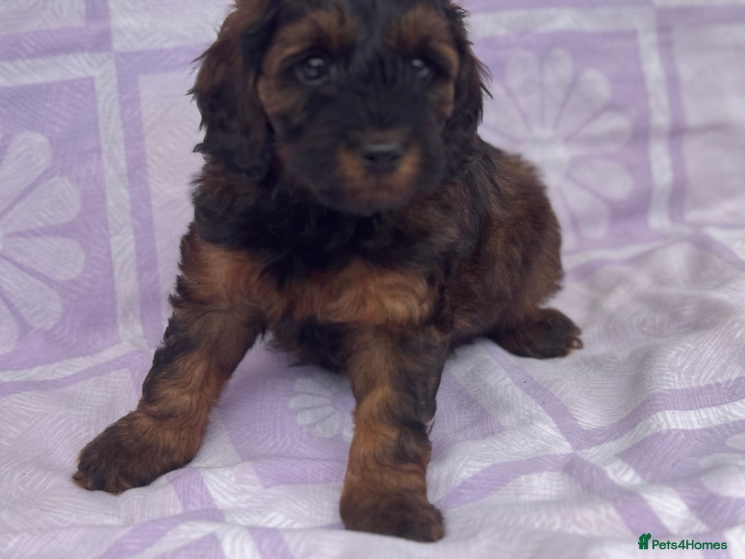 Cockapoo dogs for sale: Gorgeous Cockerpoo F1b - Image 12