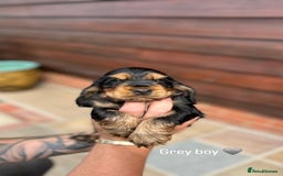 Cocker Spaniel dogs for sale: KC RIZI-BIZI show type European show champ lines - Image 7