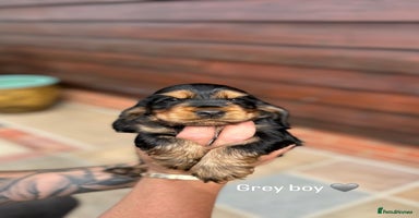 Cocker Spaniel dogs - Advert 2