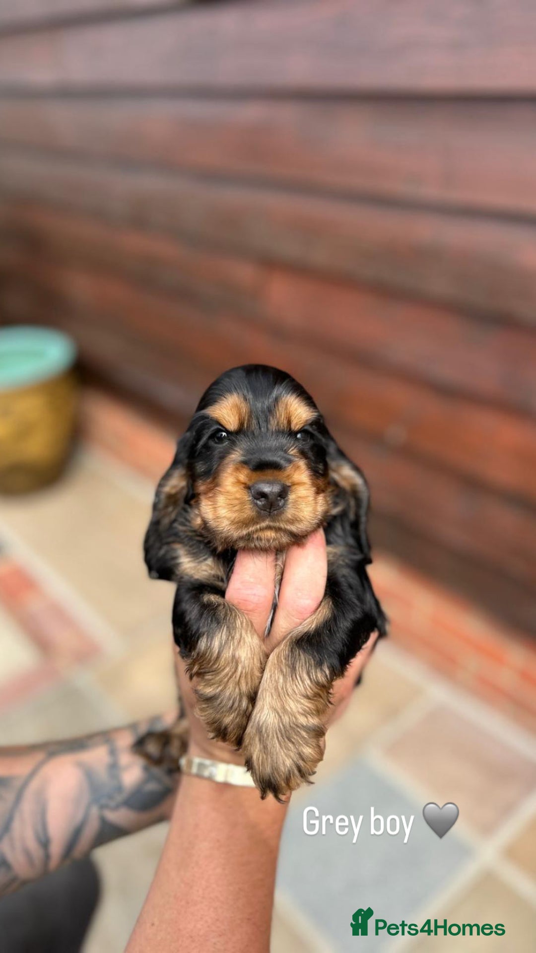 Cocker Spaniel dogs for sale: KC RIZI-BIZI show type European show champ lines - Image 7