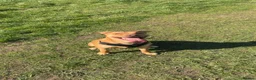 Mixed Breed dogs for sale: Staff cross for sale  - Advert 1
