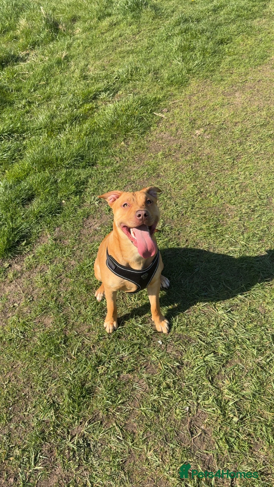 Mixed Breed dogs for sale: Staff cross for sale  - Advert 1