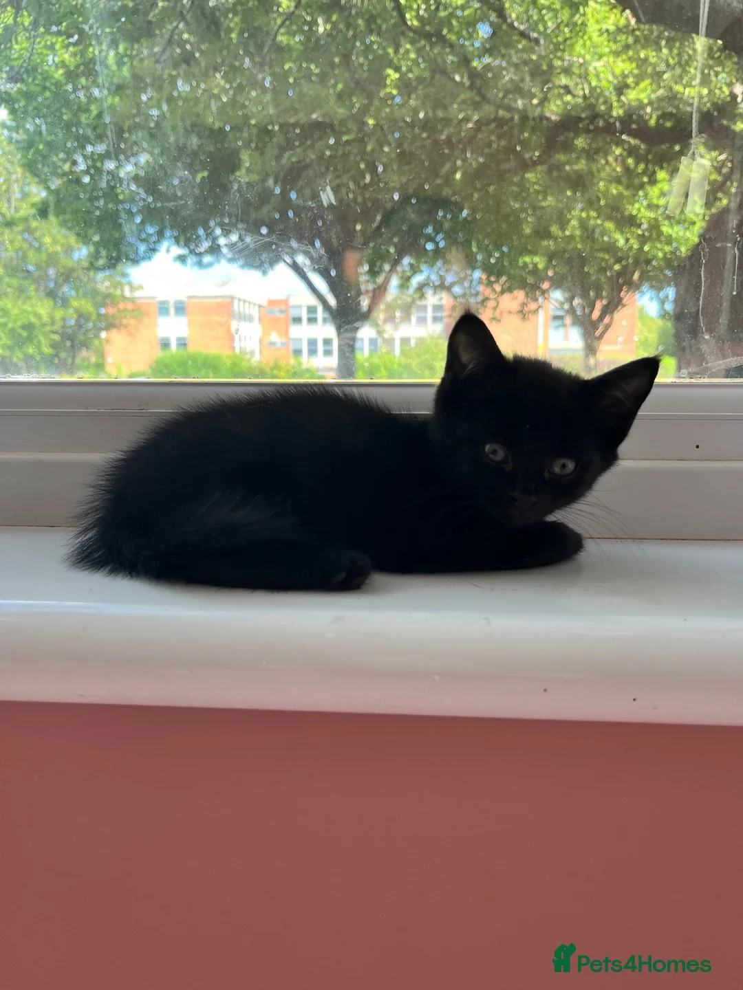 Mixed Breed cats for sale: 4 lovely kittens ready for their new homes  - Advert 2