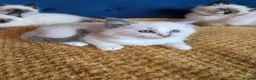 Ragdoll cats for sale: Registered Ragdoll Kittens  - Advert 21
