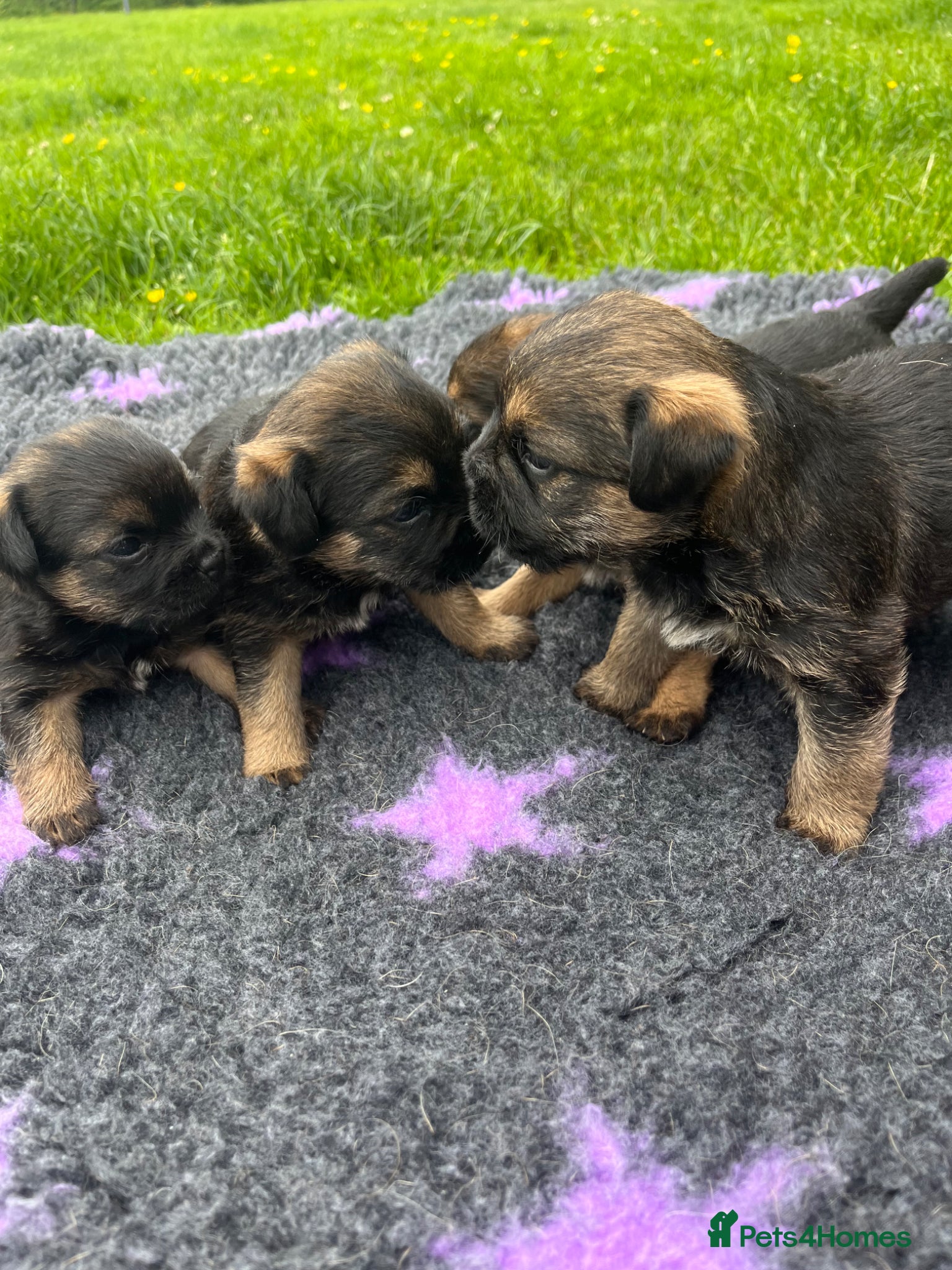 Border Terrier dogs Loving little border terriers(KC registered) - Advert 18