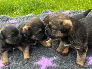 Border Terrier dogs Exceptional litter border terriers(KC REG) - Advert 3