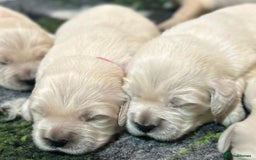 Golden Retriever dogs for sale: Chunky, cream pups - Image 6