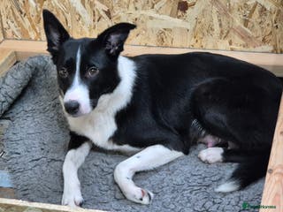 Border Collie dogs One border collie blue merle puppy left! - Advert 13