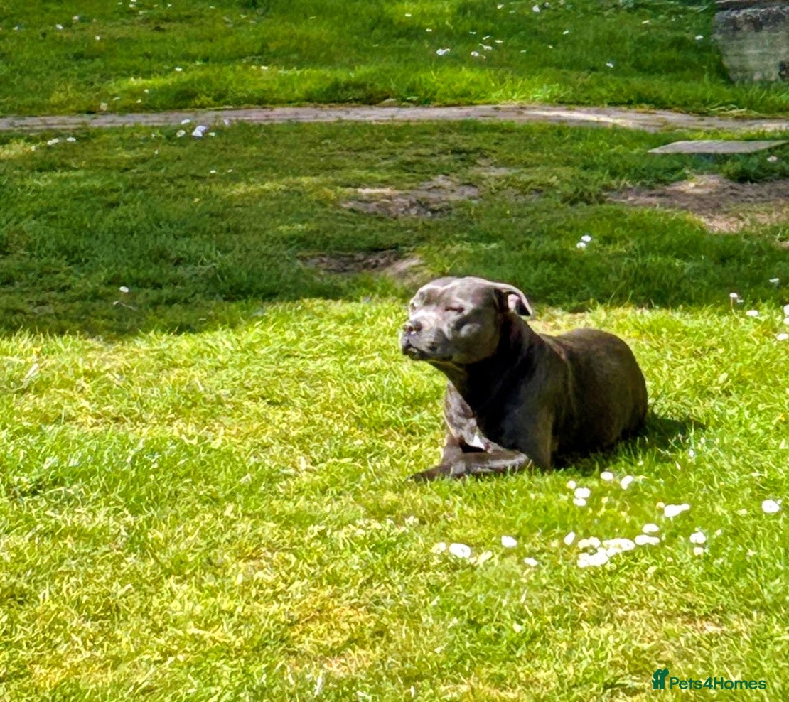 Staffordshire Bull Terrier dogs 🏆 Blue & Black KC Staffords | Champion Sired - Advert 9