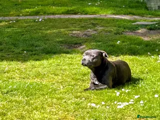 Staffordshire Bull Terrier dogs 🏆 Blue & Black KC Staffords | Champion Sired - Advert 11