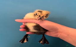 Ducks poultry for sale: Runner ducklings - Image 9