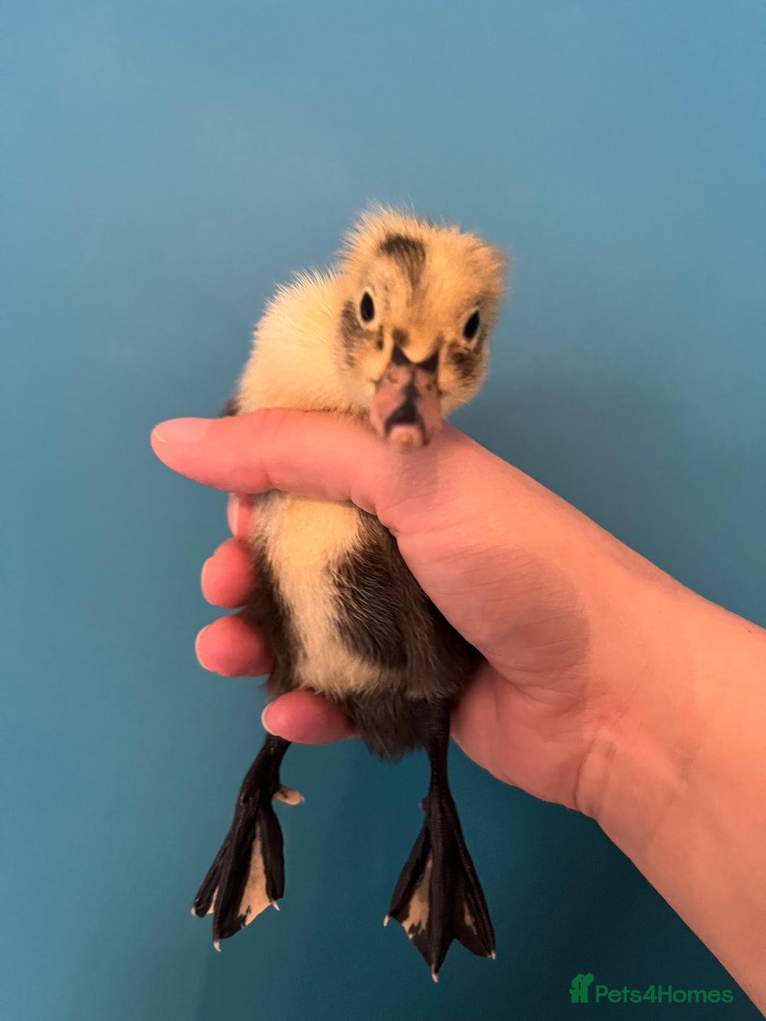 Ducks poultry for sale: Runner ducklings - Image 9