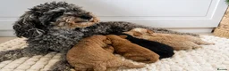 Toy Poodle dogs for sale: Adorable Toy Poodle Puppies  - Advert 9