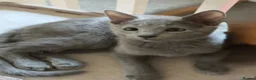 Russian Blue cats for sale: TICA 5* Pedigree Russian blue kittens - Advert 8