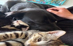Mixed Breed cats for sale: 2 brothers - Image 7