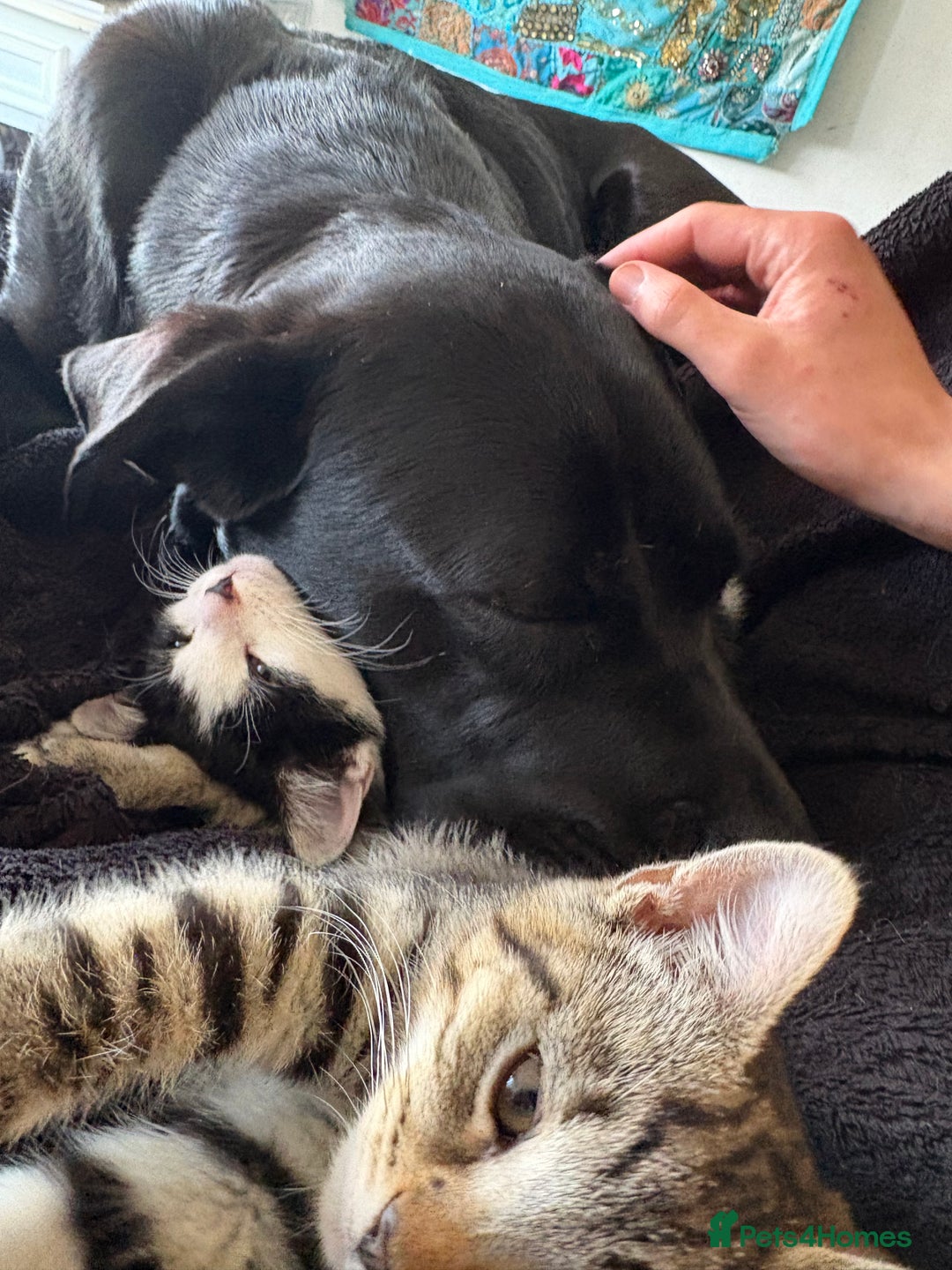 Mixed Breed cats for sale: 2 brothers - Image 7